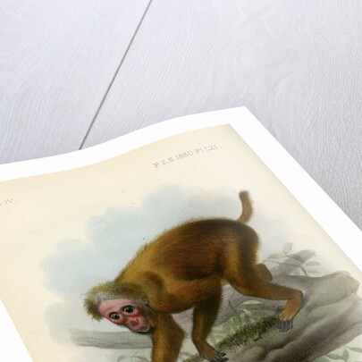 Bald uakari by Joseph Smit