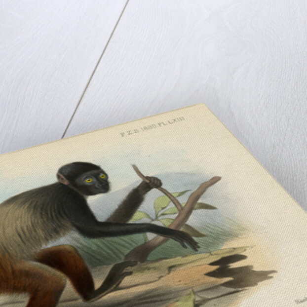 Golden-backed uakari by Joseph Smit