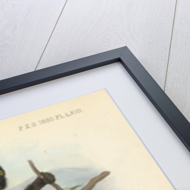 Golden-backed uakari by Joseph Smit