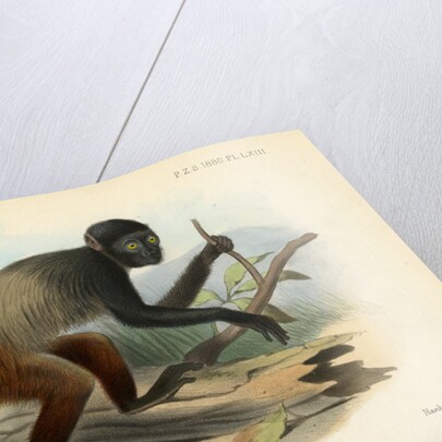 Golden-backed uakari by Joseph Smit