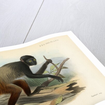 Golden-backed uakari by Joseph Smit