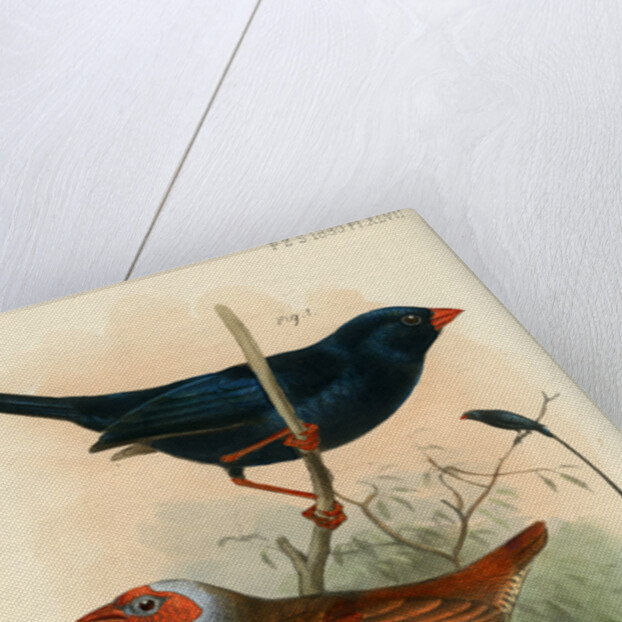 Indigobird and pytelia by Joseph Smit