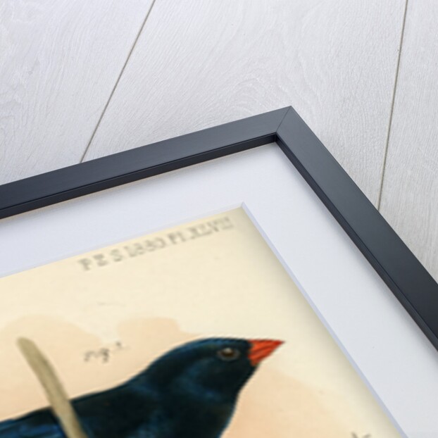 Indigobird and pytelia by Joseph Smit