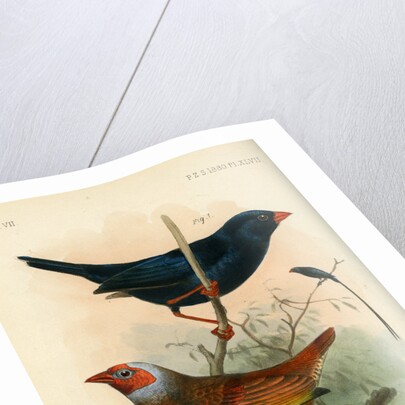 Indigobird and pytelia by Joseph Smit