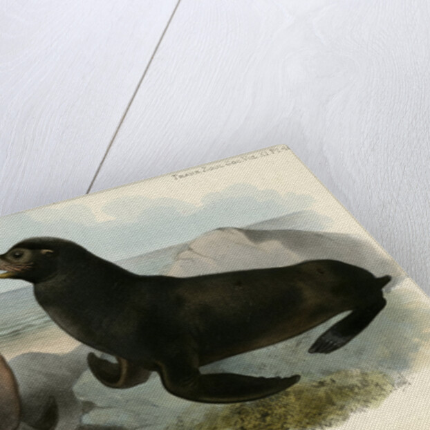 California sea lion by Joseph Smit