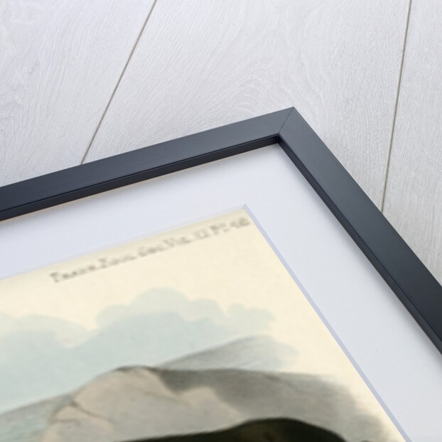 California sea lion by Joseph Smit