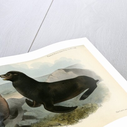 California sea lion by Joseph Smit