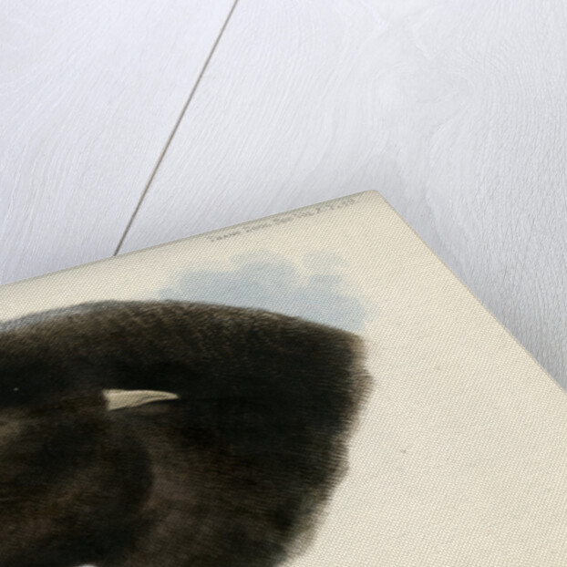 Head of the California sea lion by Joseph Smit