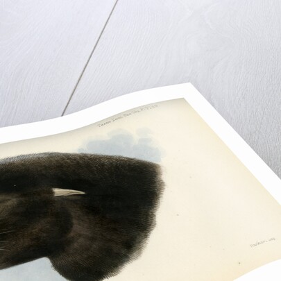 Head of the California sea lion by Joseph Smit