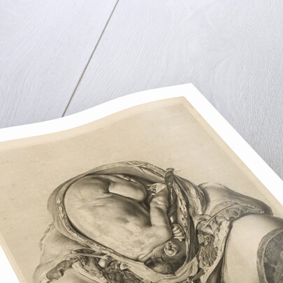 Foetus in the womb by Robert Strange