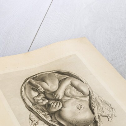 Foetus in the womb by Jean-Baptiste Michel