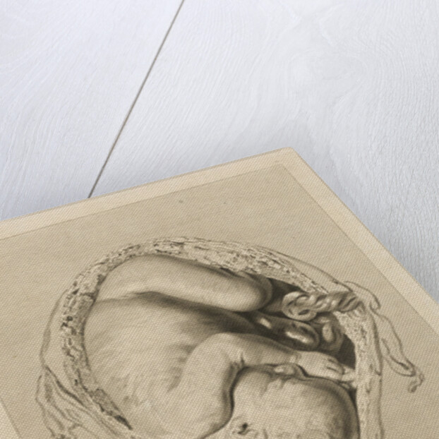 Foetus in the womb by Henry Bryer