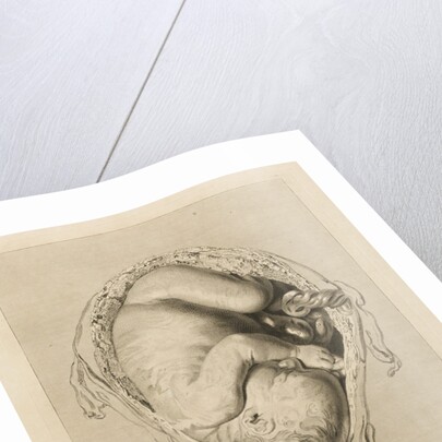 Foetus in the womb by Henry Bryer