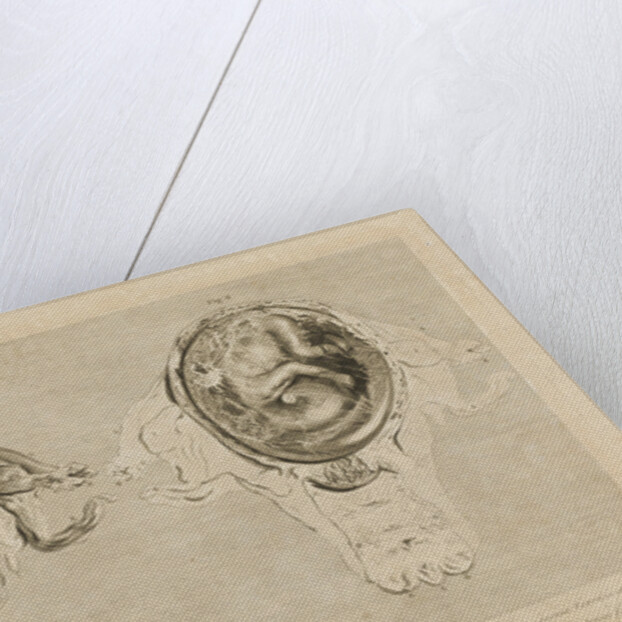 Human gravid uterus by Pierre-Charles Canot