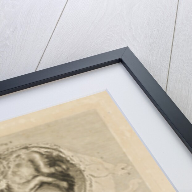 Human gravid uterus by Pierre-Charles Canot