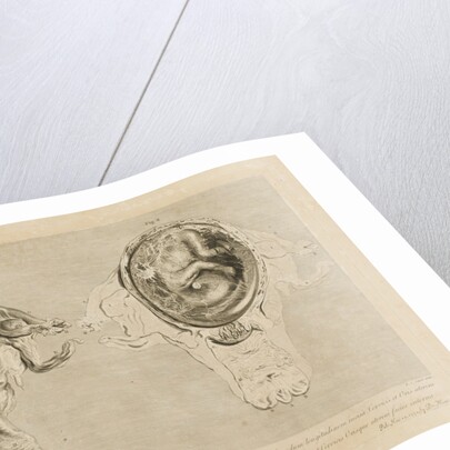 Human gravid uterus by Pierre-Charles Canot