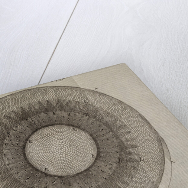 ‘Horseradish root’ by After Nehemiah Grew