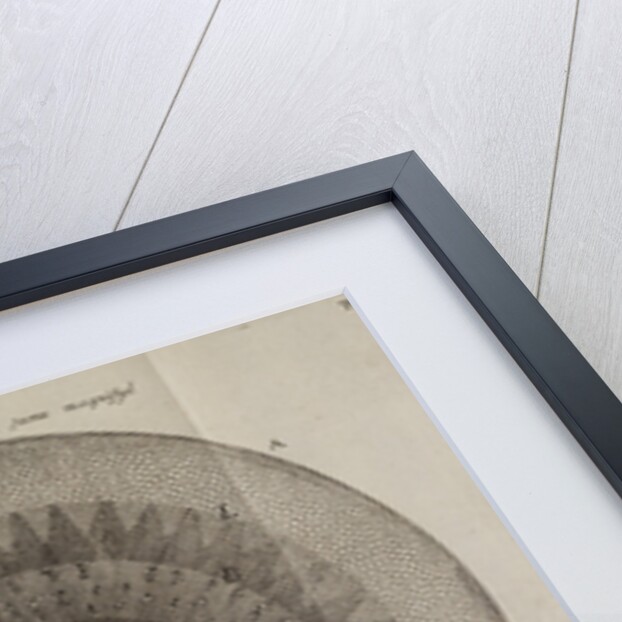 ‘Horseradish root’ by After Nehemiah Grew