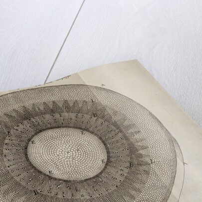 'Horseradish root' by After Nehemiah Grew