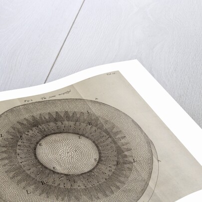 ‘Horseradish root’ by After Nehemiah Grew