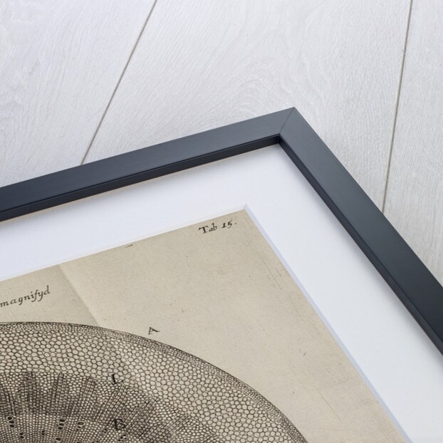 'Horseradish root' by After Nehemiah Grew