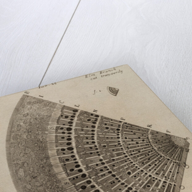 ‘Elm branch’ by After Nehemiah Grew