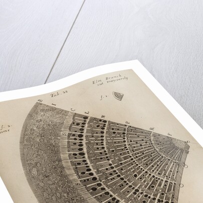 ‘Elm branch’ by After Nehemiah Grew