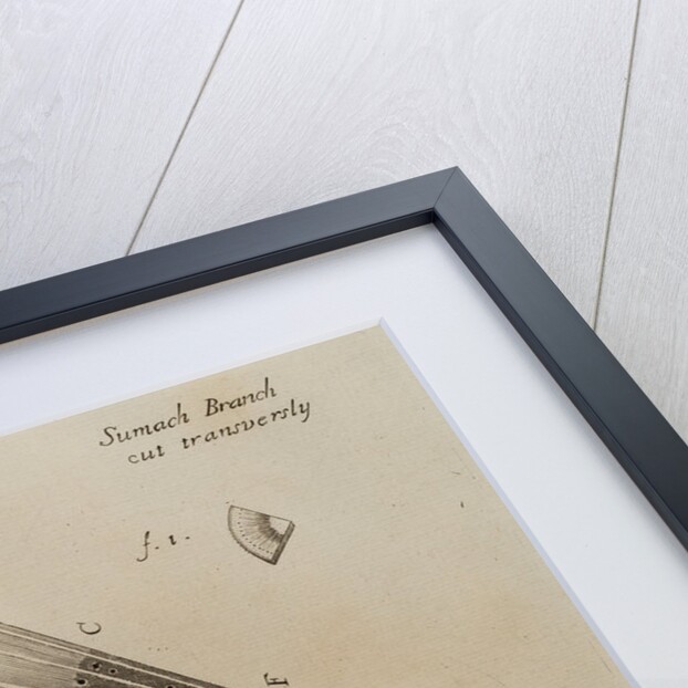 'Sumach branch' by After Nehemiah Grew