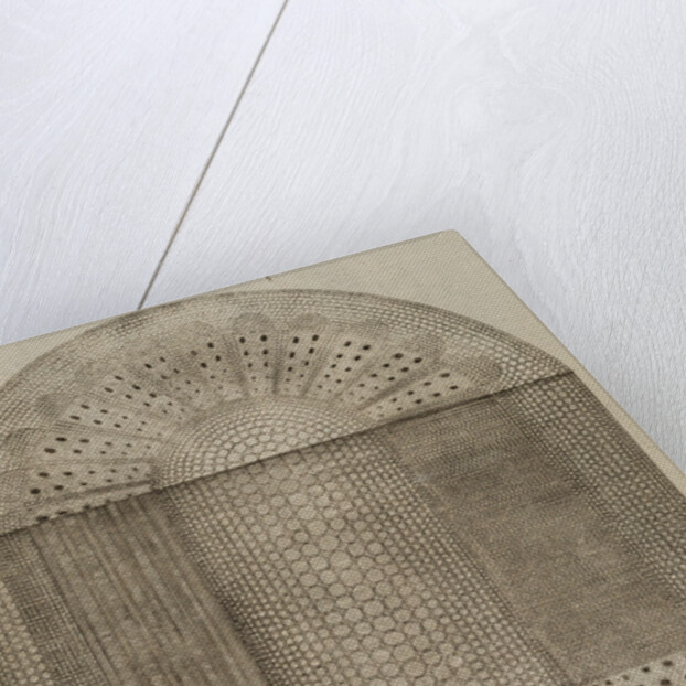 ‘Vine branch’ by After Nehemiah Grew