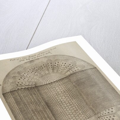 ‘Vine branch’ by After Nehemiah Grew