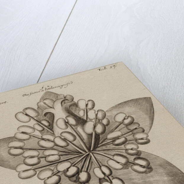 St. John’s wort by After Nehemiah Grew