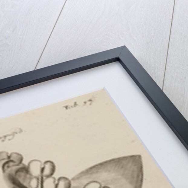 St. John’s wort by After Nehemiah Grew