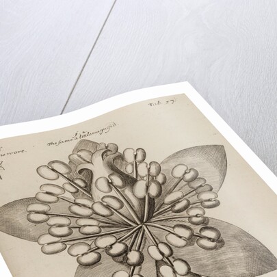 St. John’s wort by After Nehemiah Grew