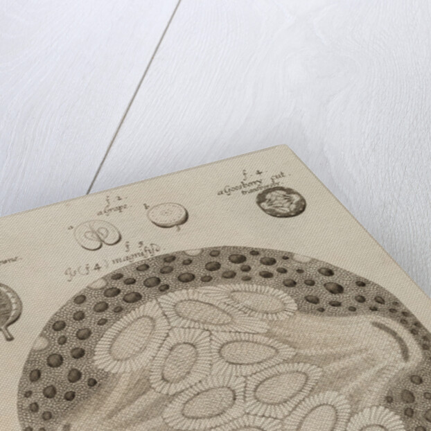 Gooseberry, grape, cherry and filbert by After Nehemiah Grew