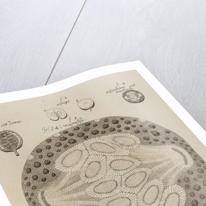 Gooseberry, grape, cherry and filbert by After Nehemiah Grew
