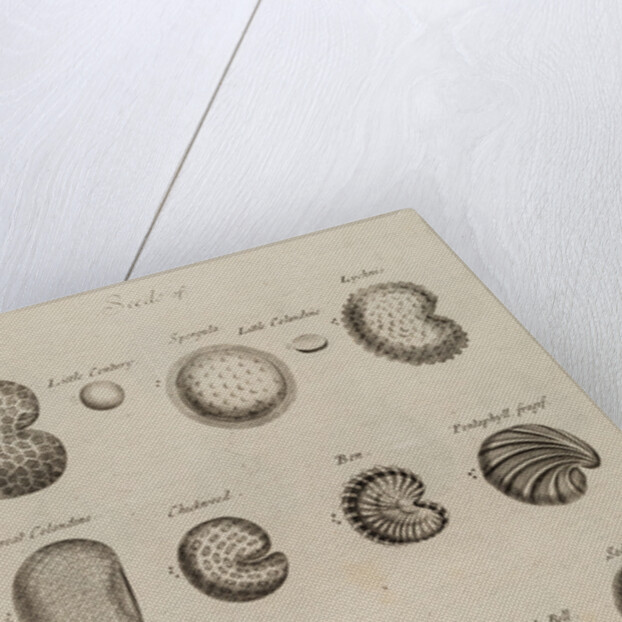 Seeds by After Nehemiah Grew