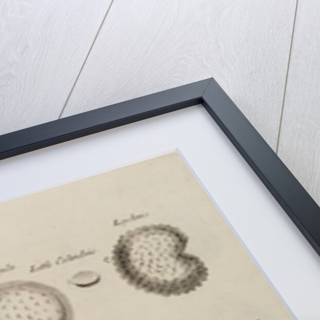 Seeds by After Nehemiah Grew