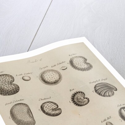 Seeds by After Nehemiah Grew