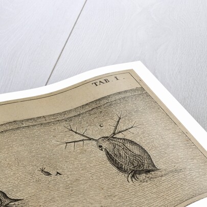 Water fleas by Jan Swammerdam