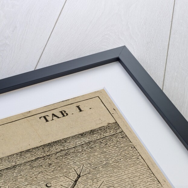 Water fleas by Jan Swammerdam