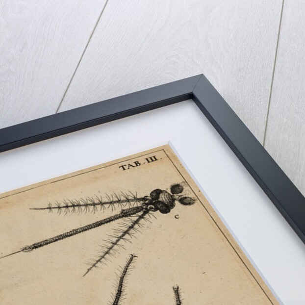 Mosquito by Jan Swammerdam