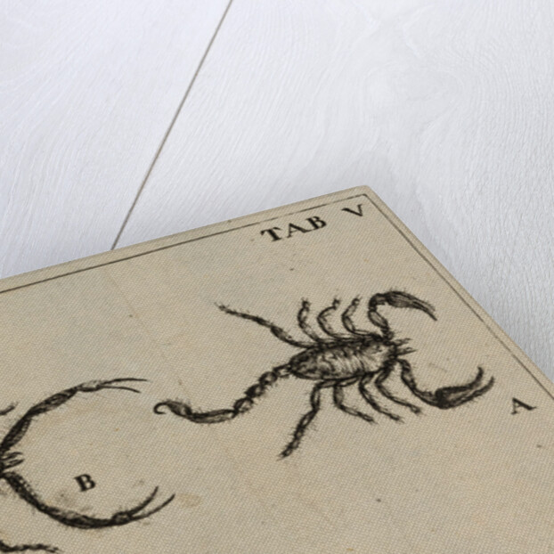 Scorpions by Jan Swammerdam