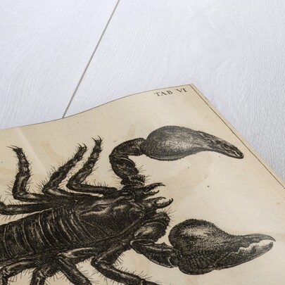 Scorpion by Jan Swammerdam