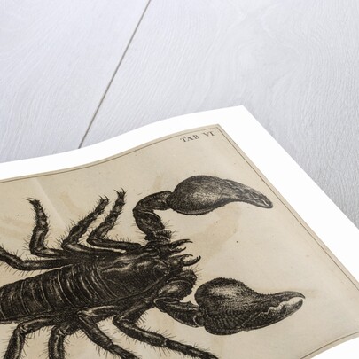 Scorpion by Jan Swammerdam
