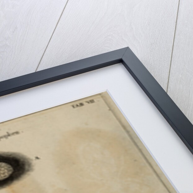 Life cycle of a louse by Jan Swammerdam