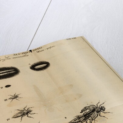 Life cycle of a dragonfly by Jan Swammerdam