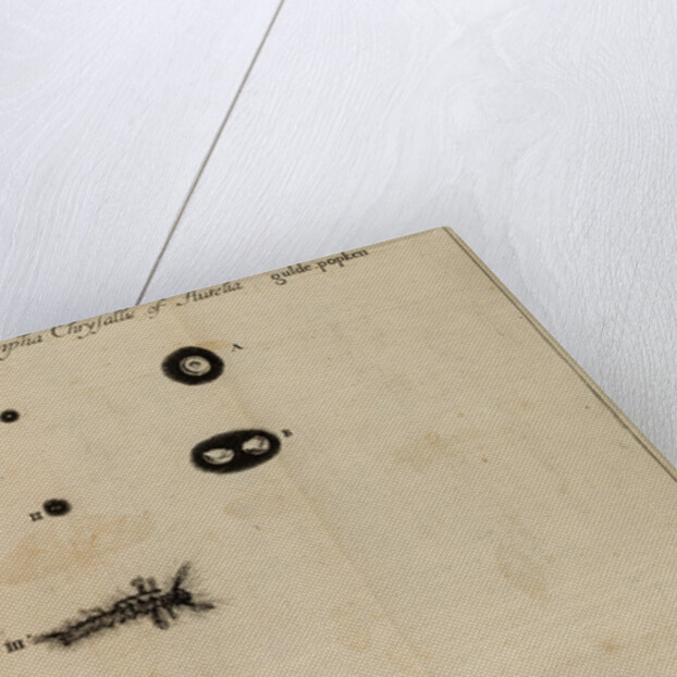 Life cycle of a butterfly by Jan Swammerdam