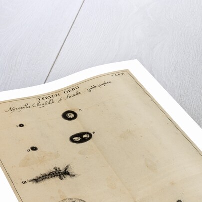 Life cycle of a butterfly by Jan Swammerdam