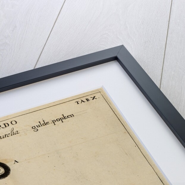 Life cycle of a butterfly by Jan Swammerdam