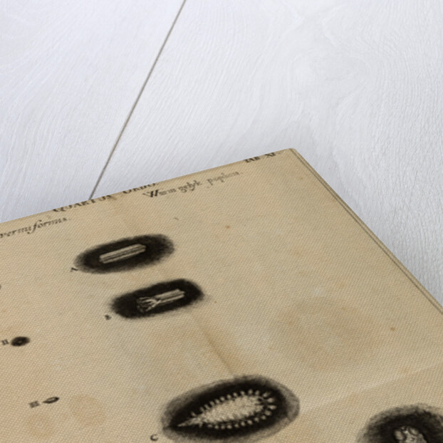 Life cycle of a fly by Jan Swammerdam